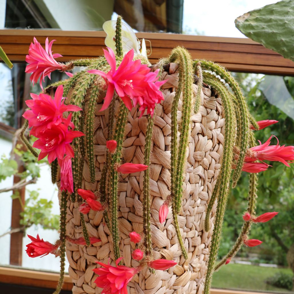 Aporophyllum malisonii - Cactus Queue de Rat