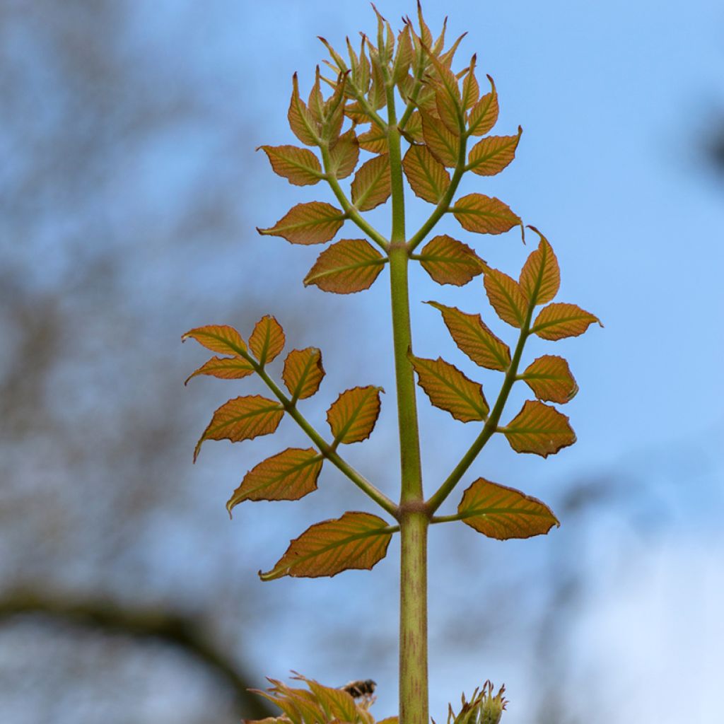 Aralia elata - Angélique en arbre du Japon