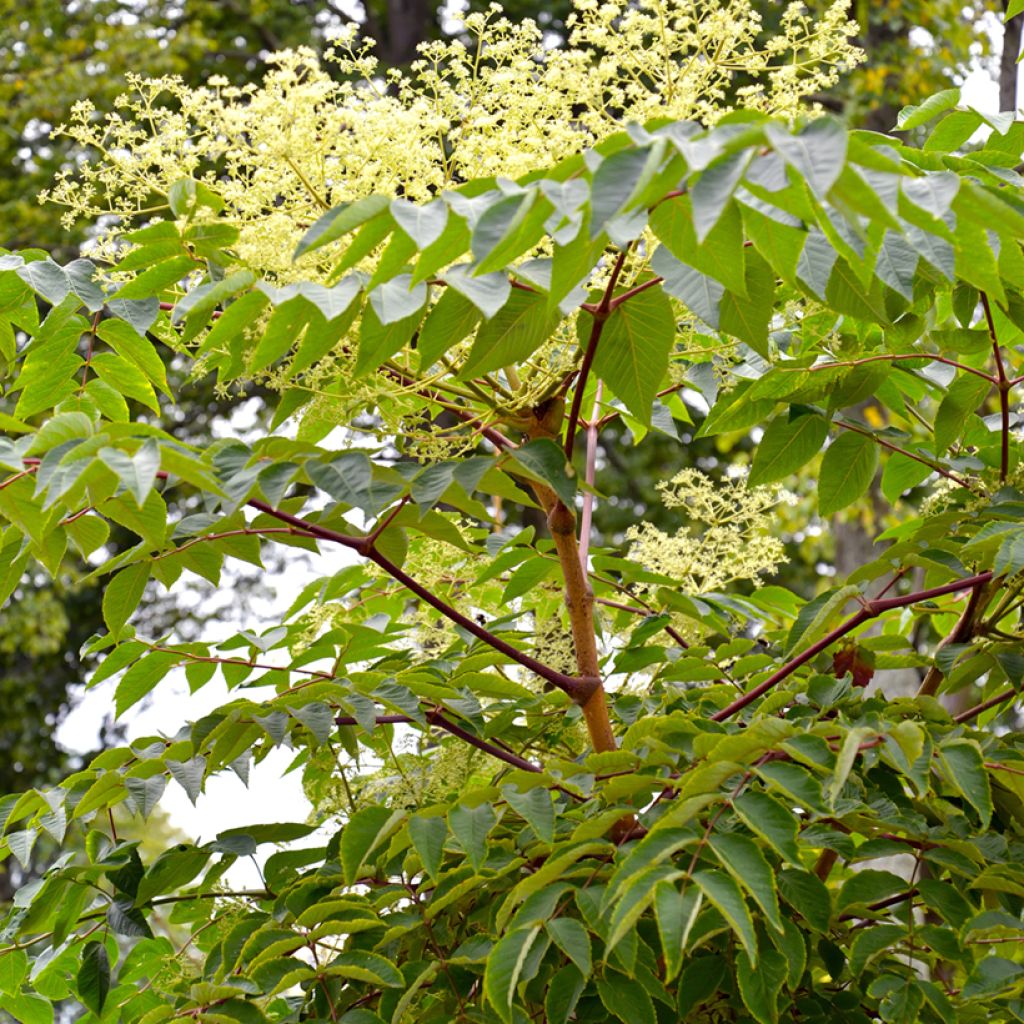 Aralia elata - Angélique en arbre du Japon