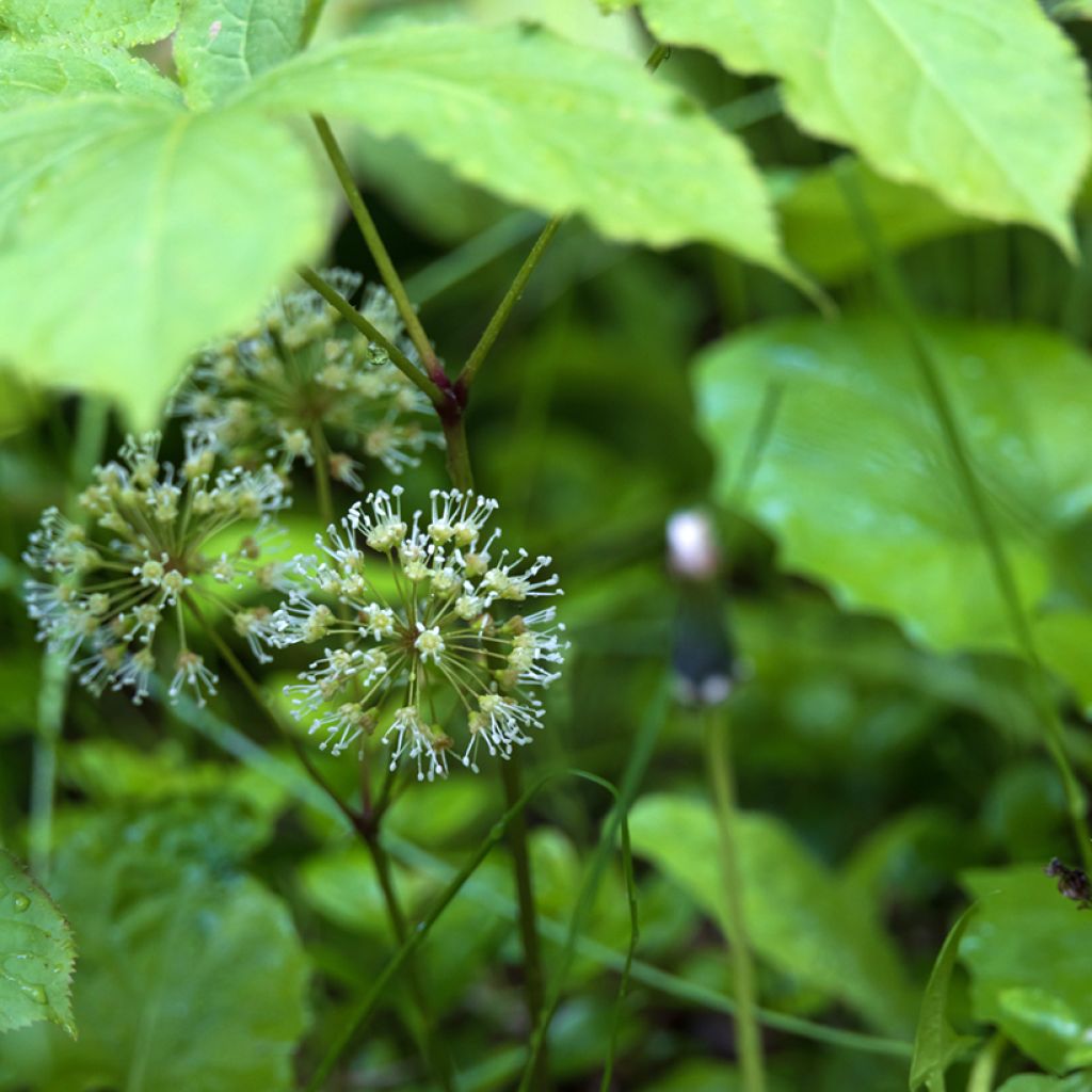 Aralia nudicaulis - Aralie à tige nue