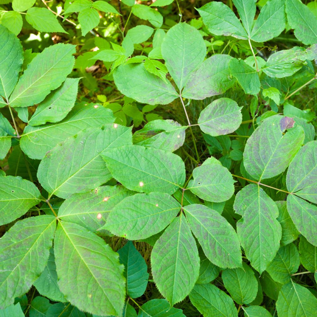 Aralia nudicaulis - Aralie à tige nue