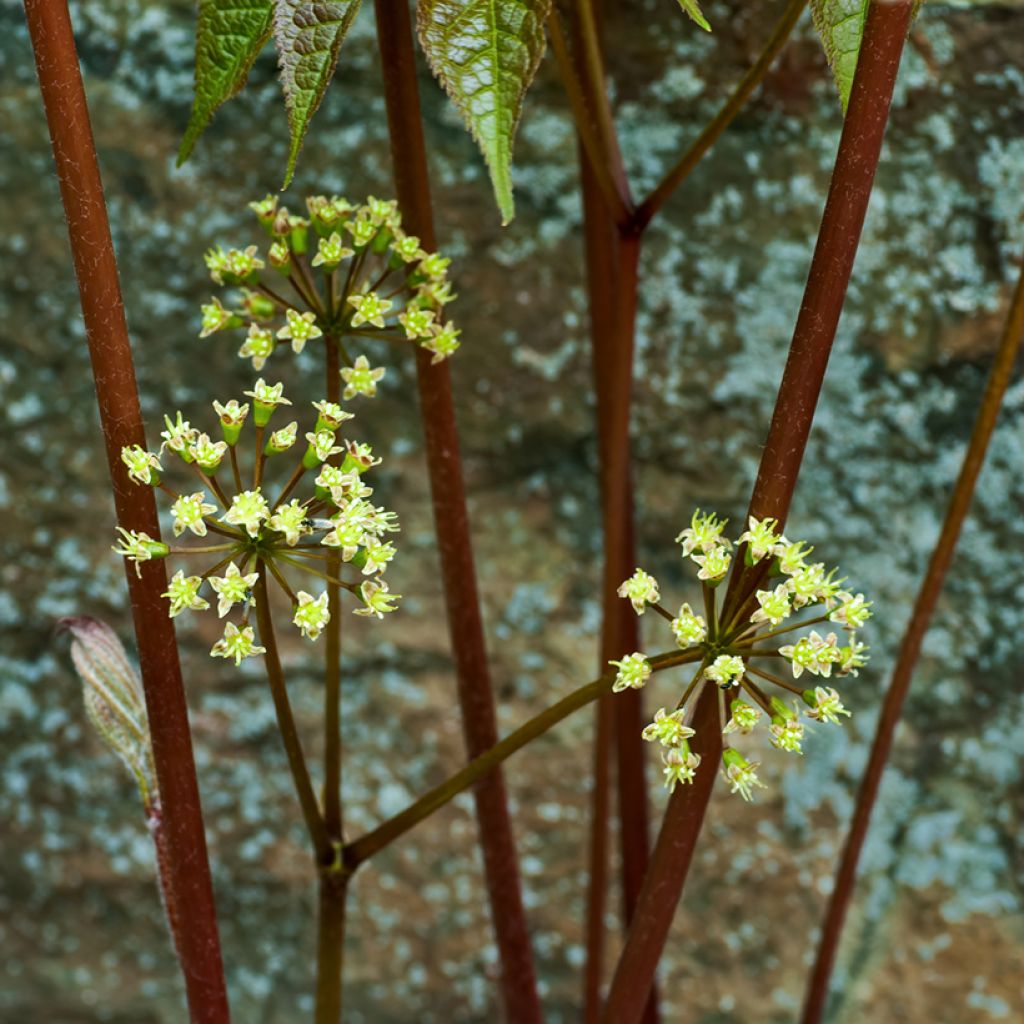 Aralia nudicaulis - Aralie à tige nue