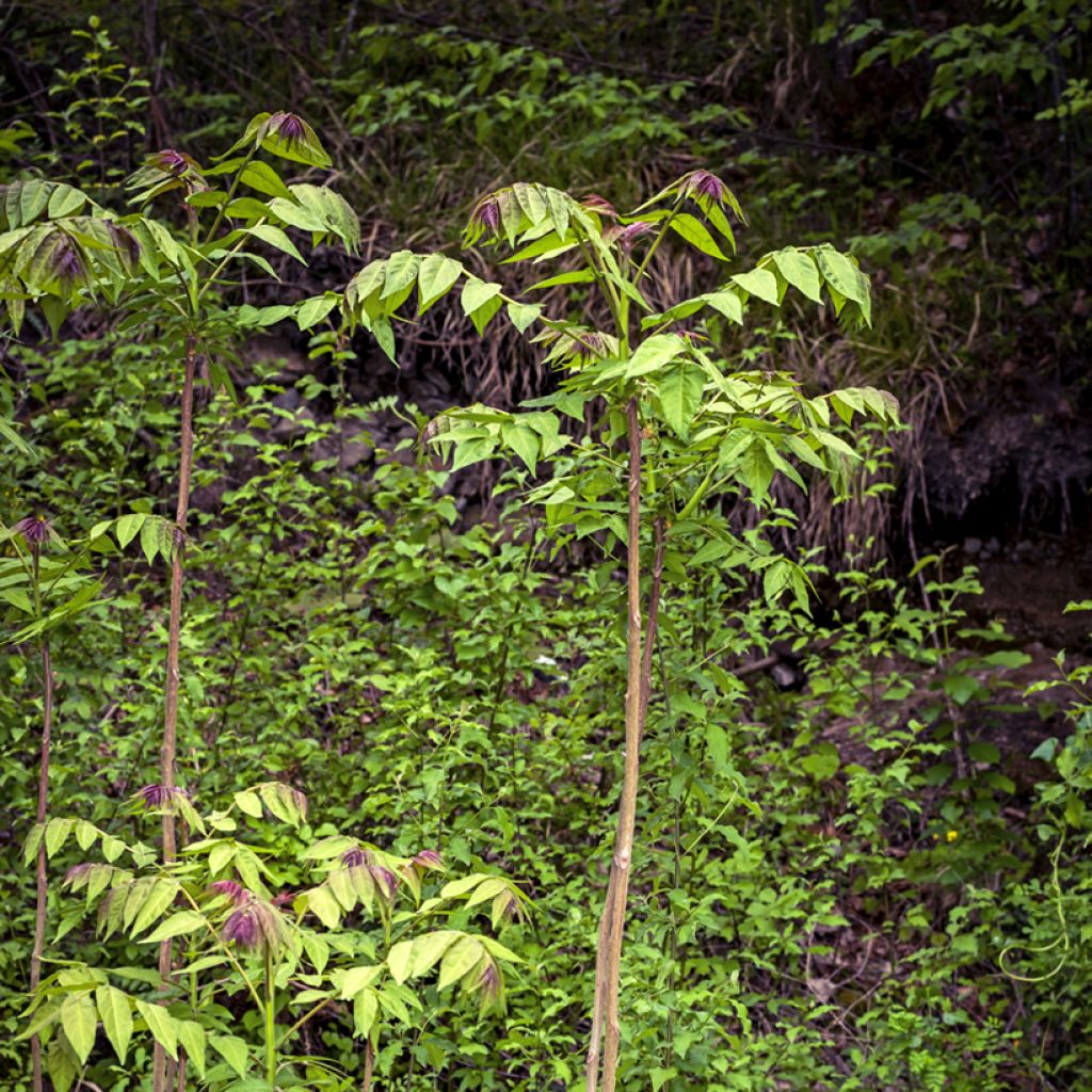 Aralia spinosa - Angélique épineuse