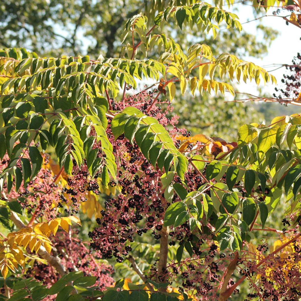 Aralia spinosa - Angélique épineuse