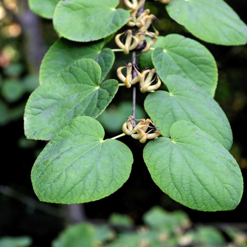 Arbre à caramel - Cercidiphyllum magnificum