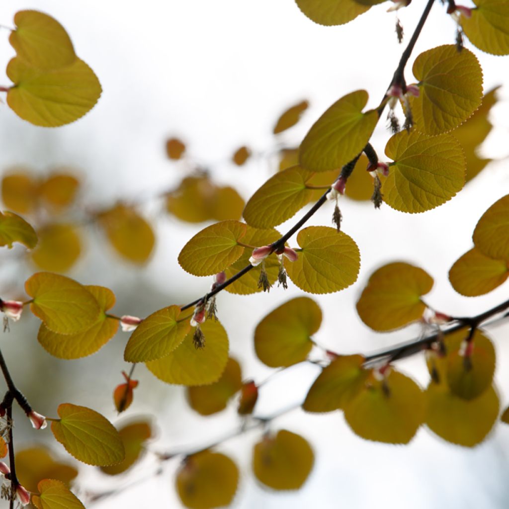 Arbre à caramel - Cercidiphyllum magnificum