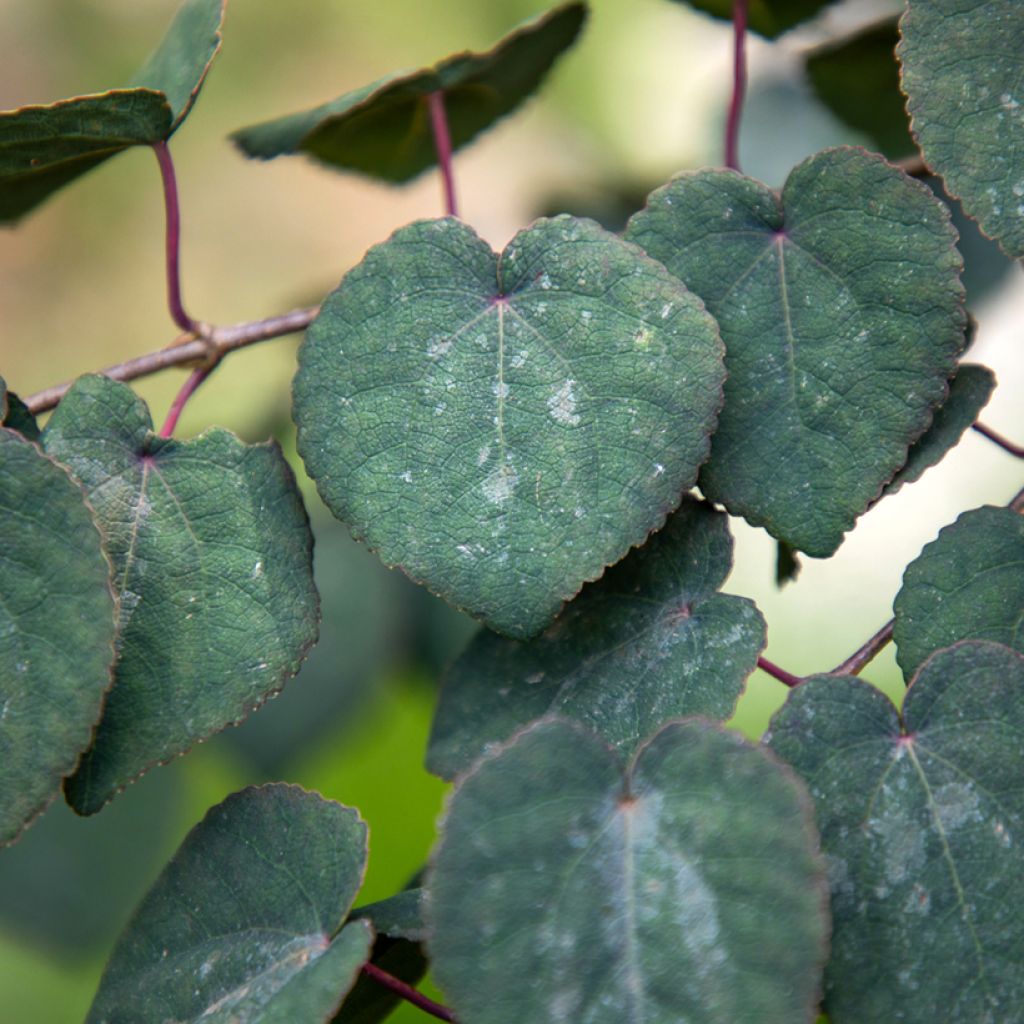 Arbre au caramel - Cercidiphyllum japonicum Rotfuchs