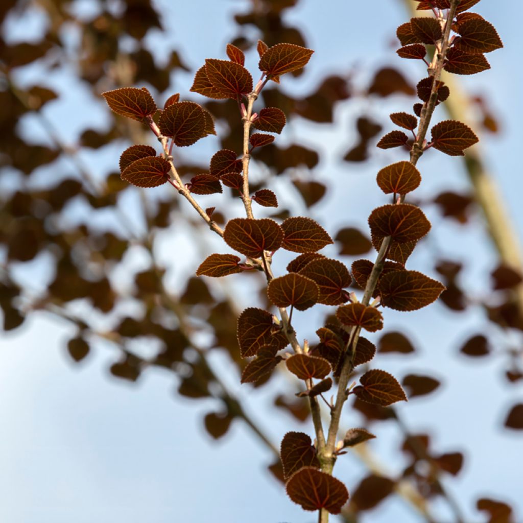 Arbre au caramel - Cercidiphyllum japonicum Rotfuchs