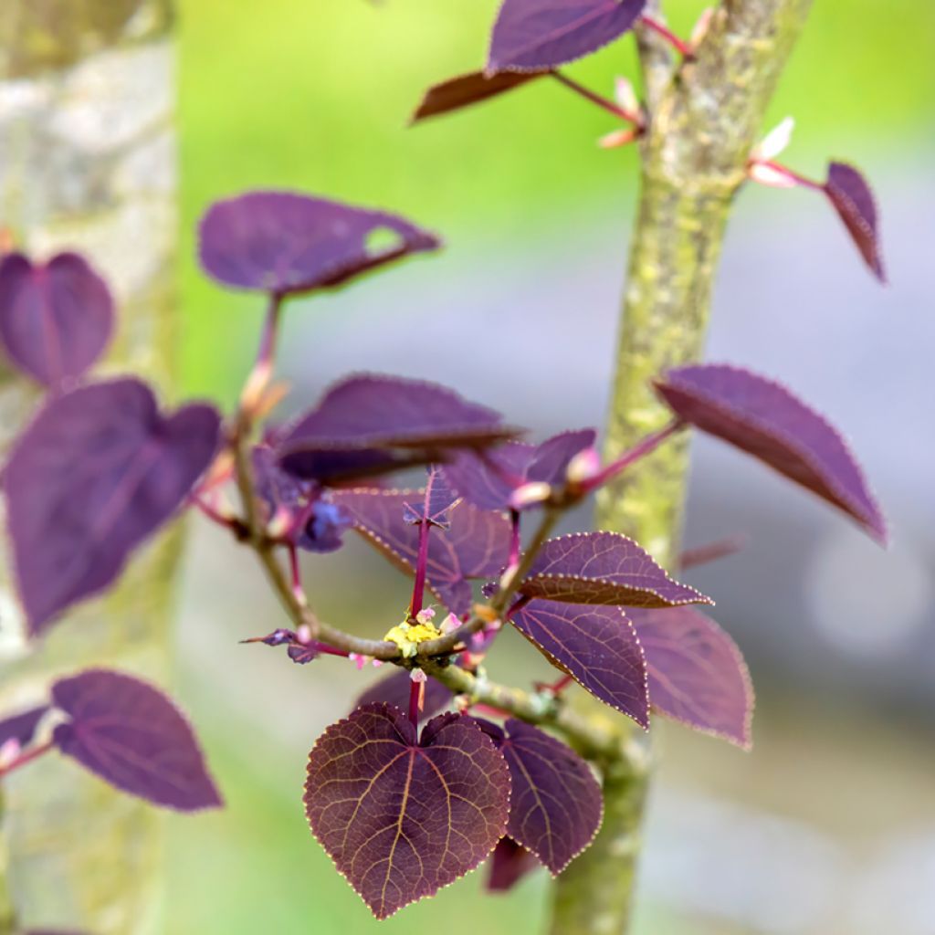 Arbre au caramel - Cercidiphyllum japonicum Rotfuchs