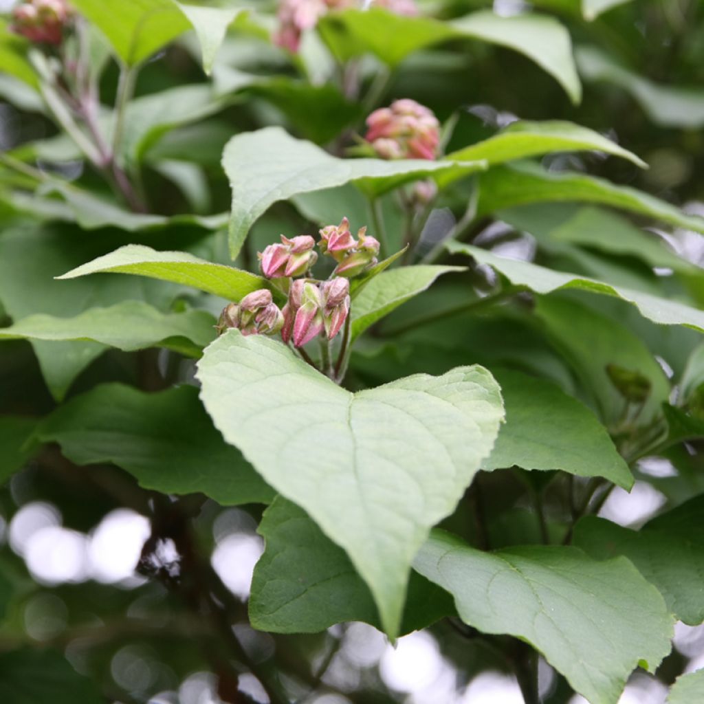 Arbre de la chance - Clerodendrum trichotomum, clérodendron