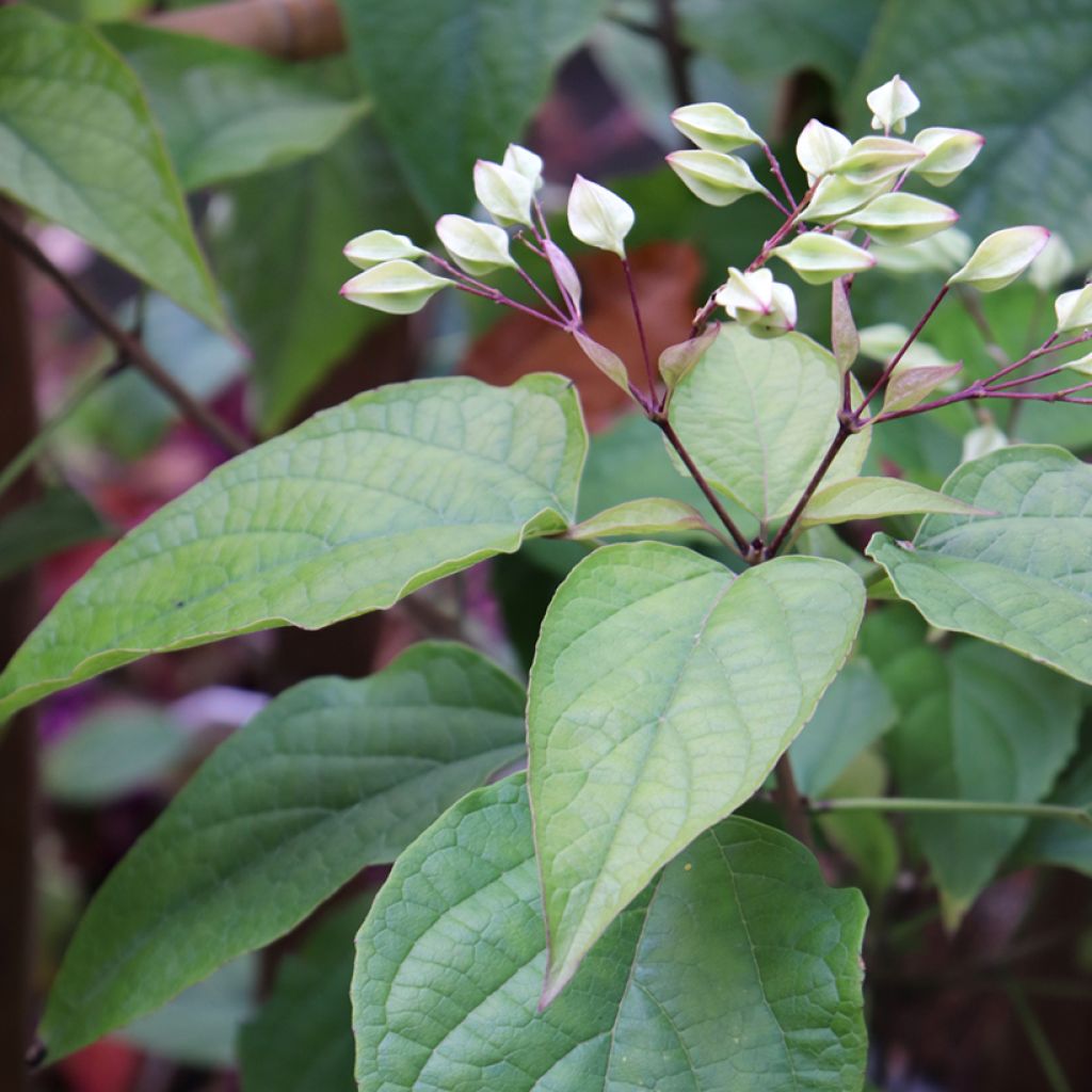 Arbre du clergé Fargesii - Clerodendrum trichotomum Fargesii