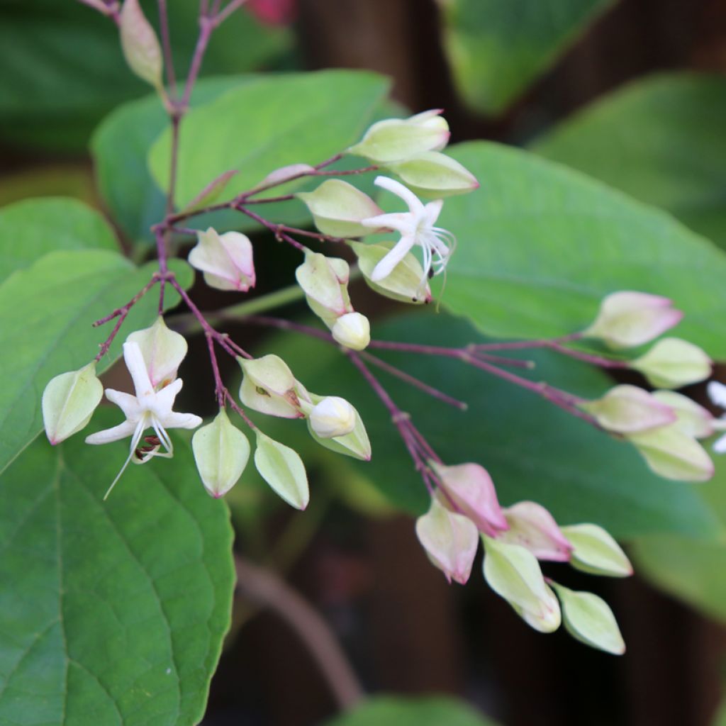 Arbre du clergé Fargesii - Clerodendrum trichotomum Fargesii