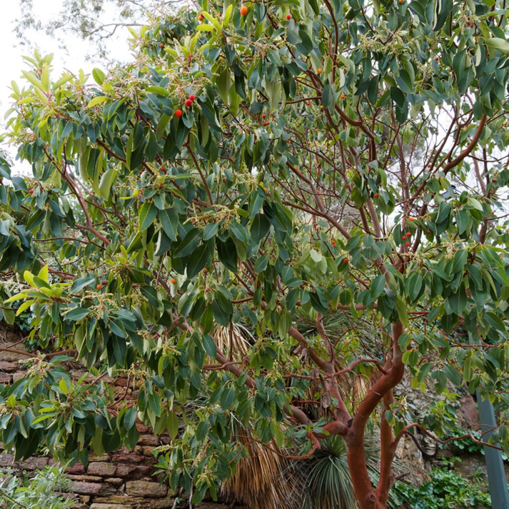 Arbutus andrachne - Arbousier de Chypre