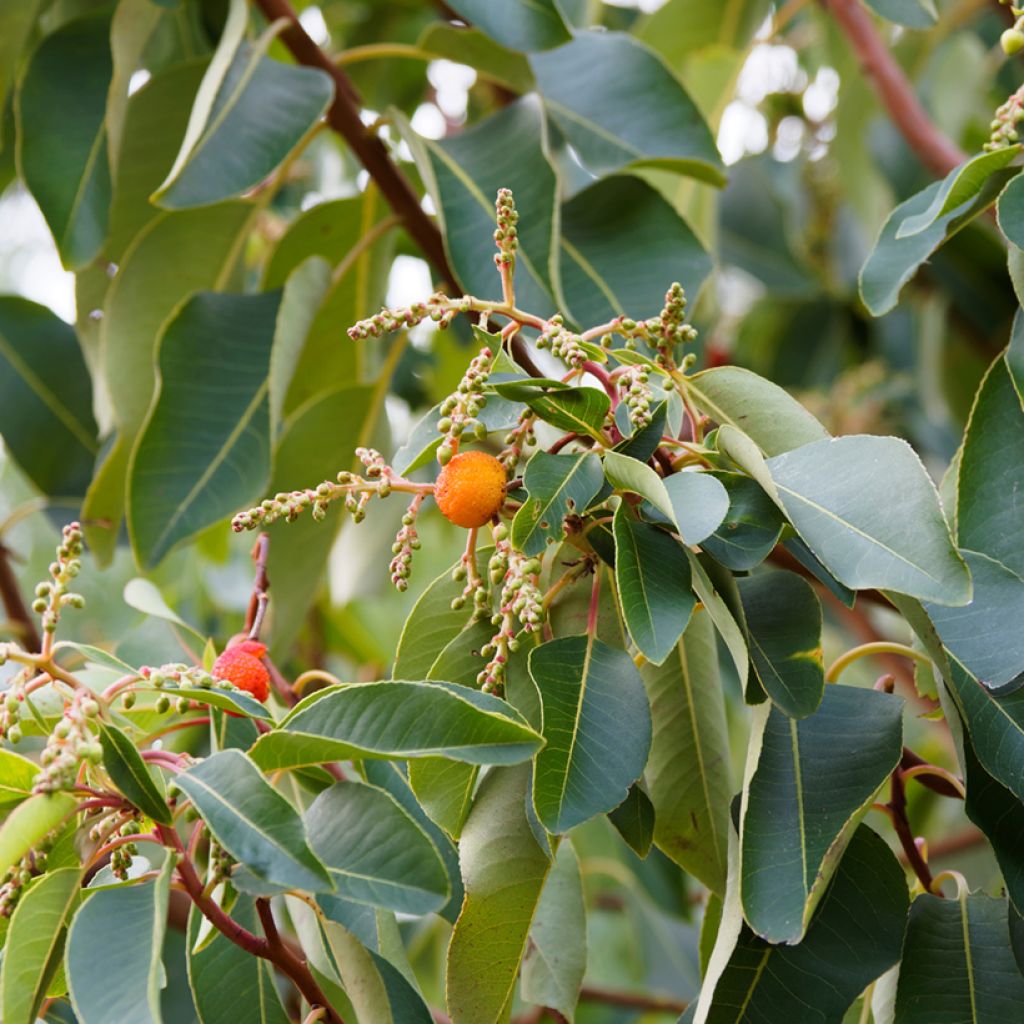 Arbutus andrachne - Arbousier de Chypre