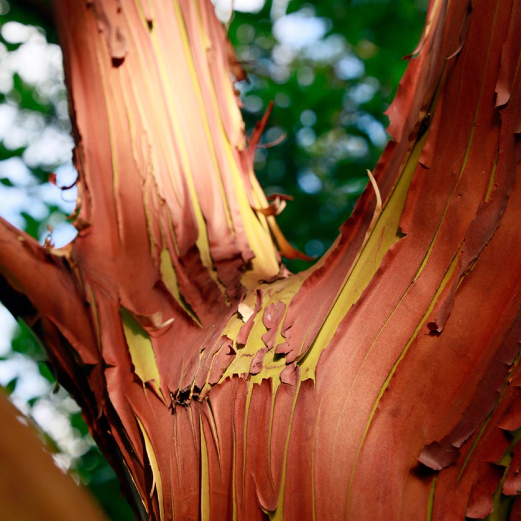 Arbutus andrachne - Arbousier de Chypre