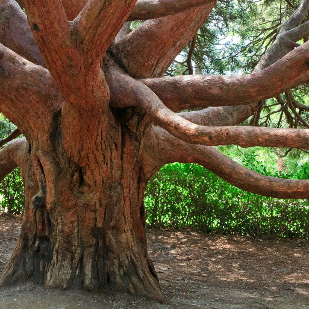 Arbutus andrachne - Arbousier de Chypre