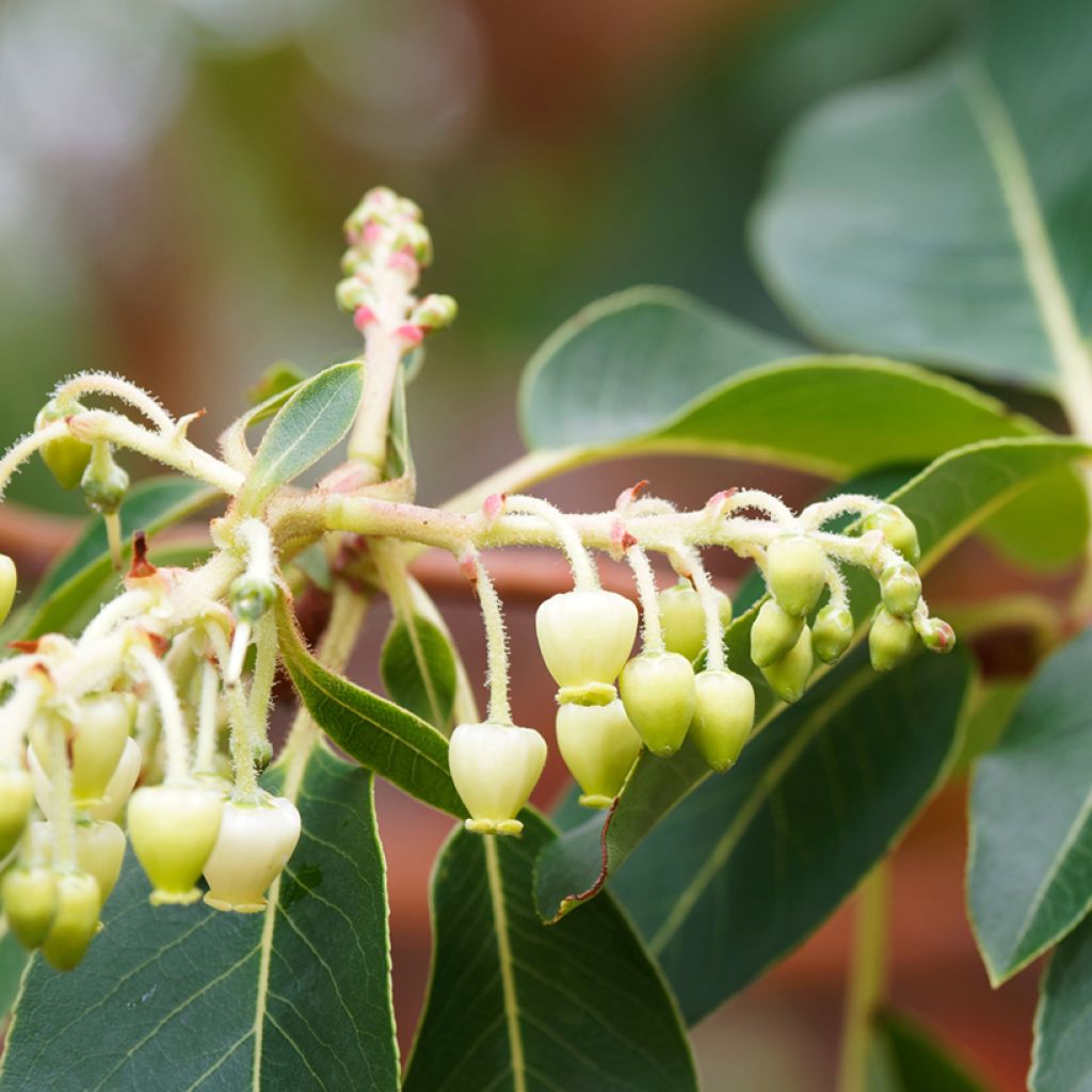 Arbutus andrachne - Arbousier de Chypre