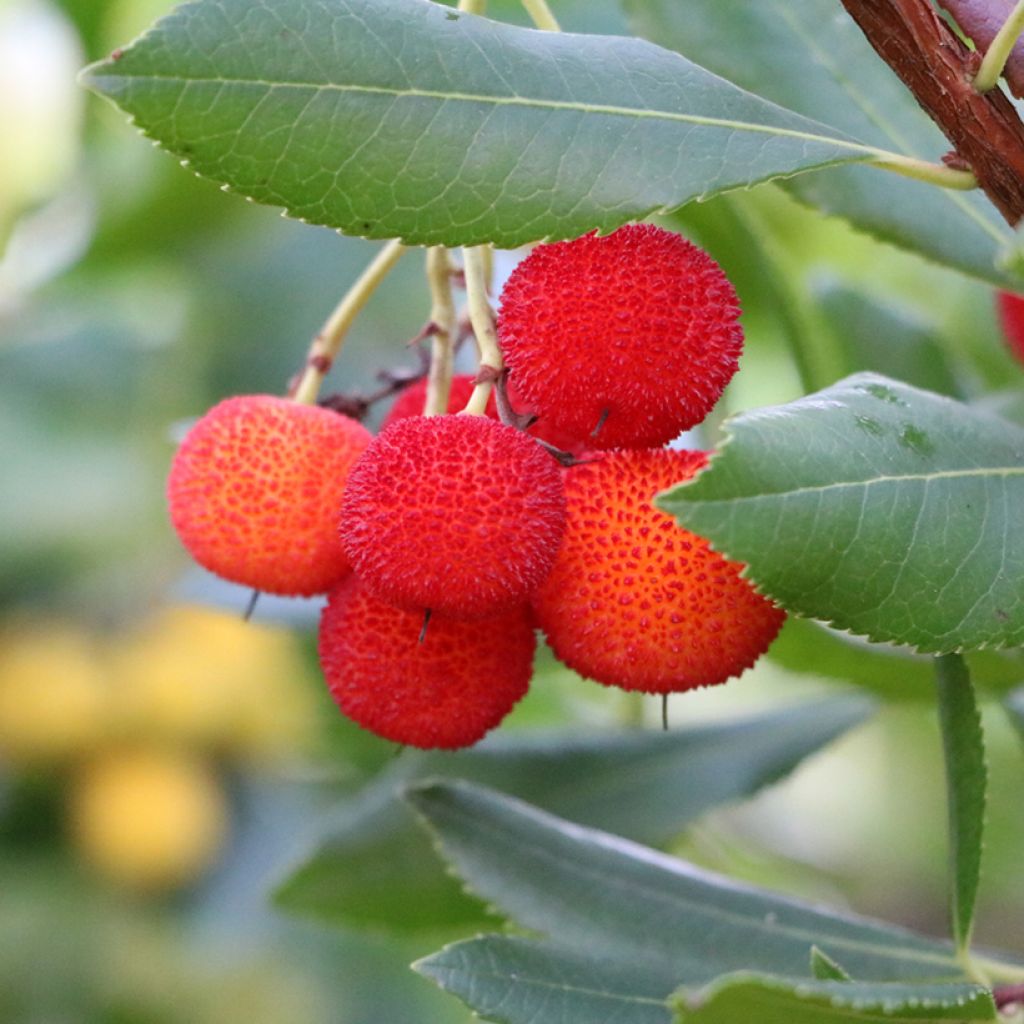 Arbutus andrachne - Arbousier de Chypre