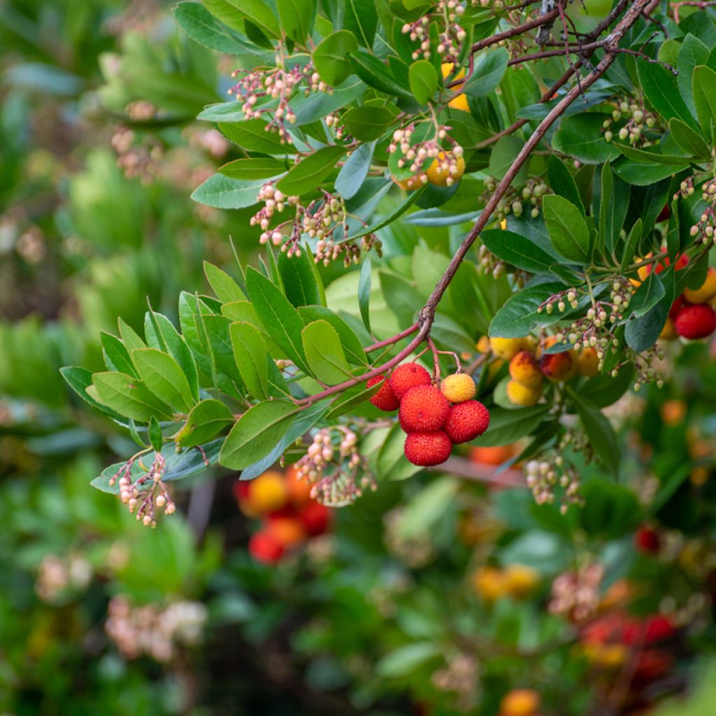 Arbutus unedo - Arbousier