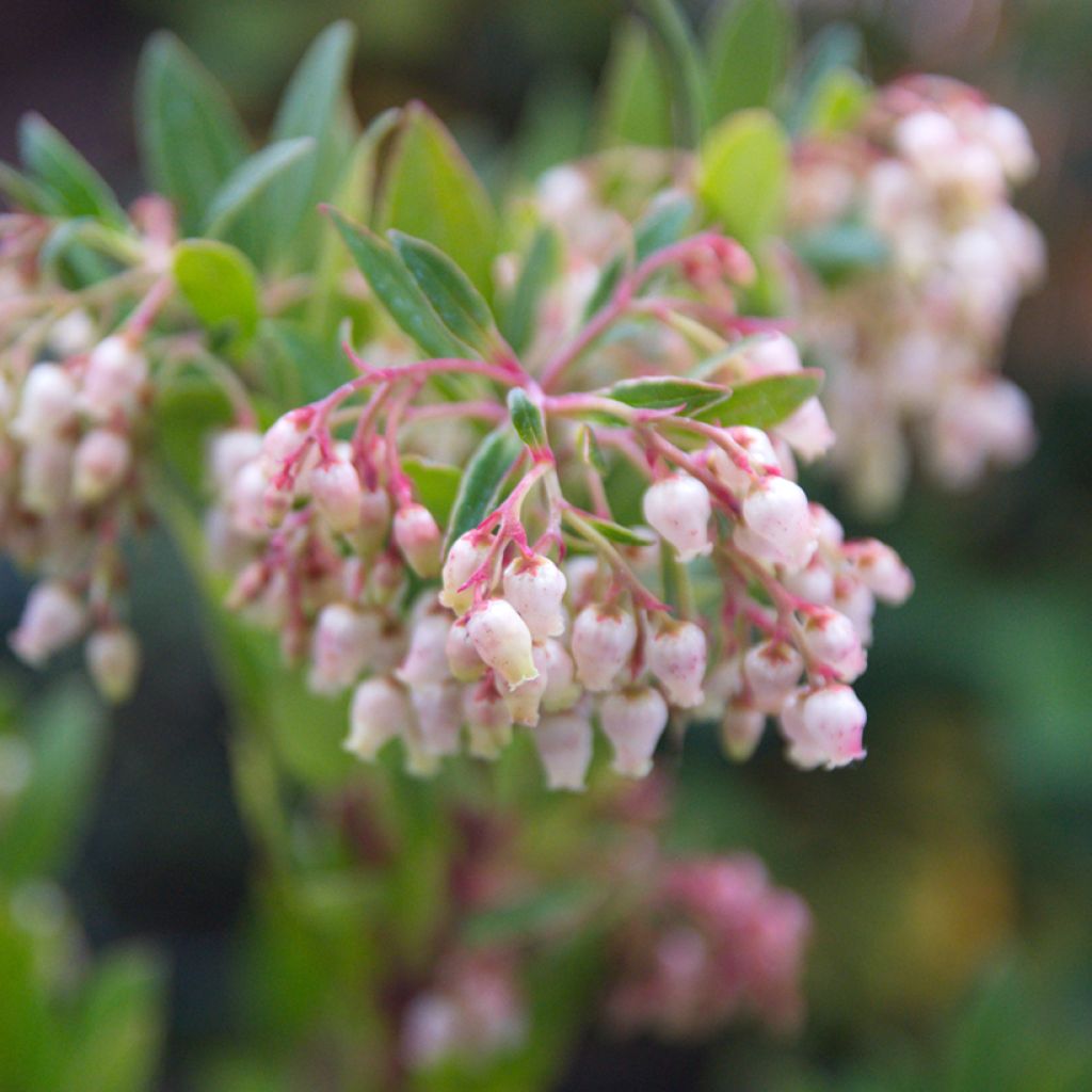 Arbutus unedo - Arbousier