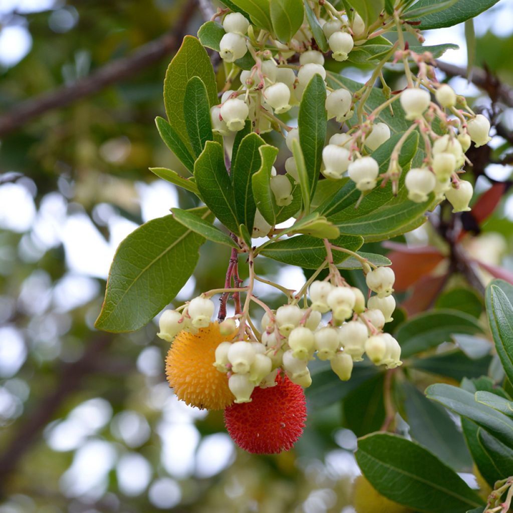 Arbutus unedo - Arbousier