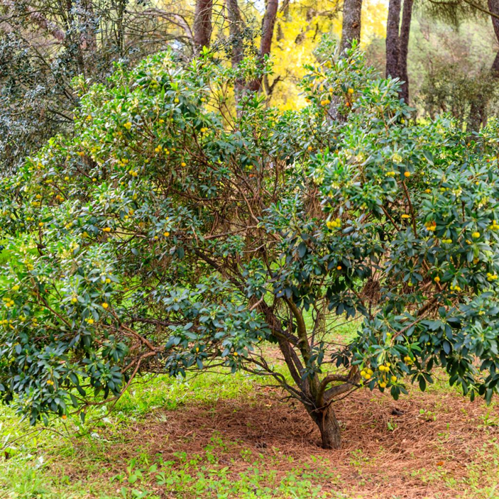 Arbutus unedo - Arbousier