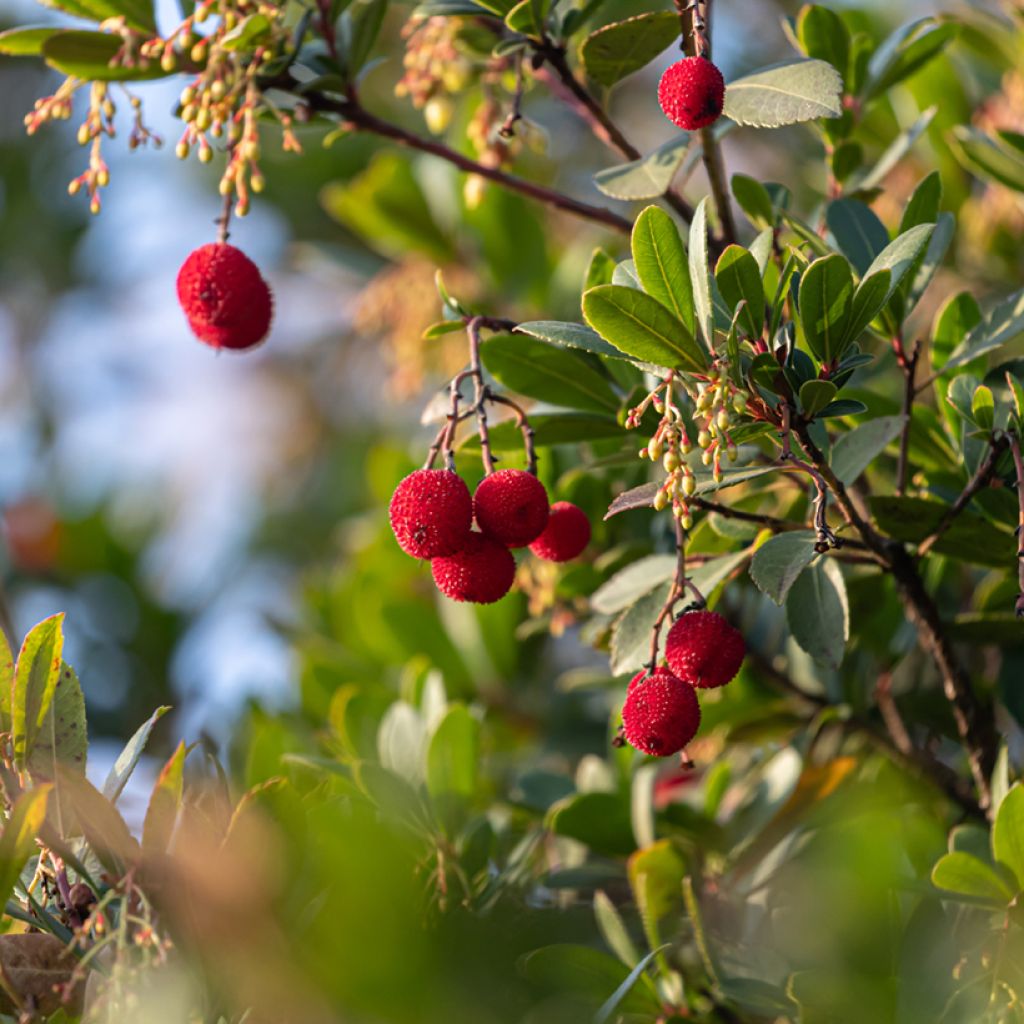 Arbutus unedo - Arbousier