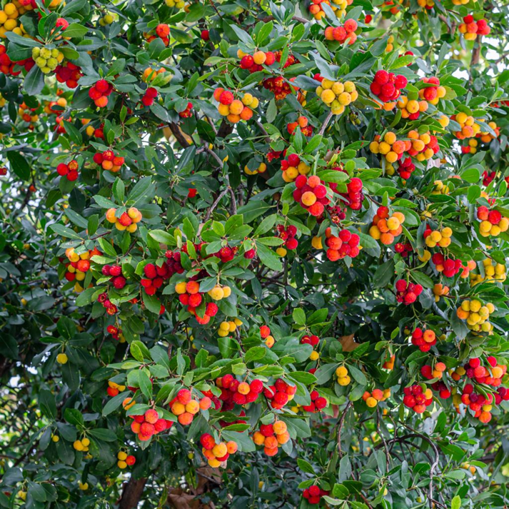 Arbutus unedo - Arbousier