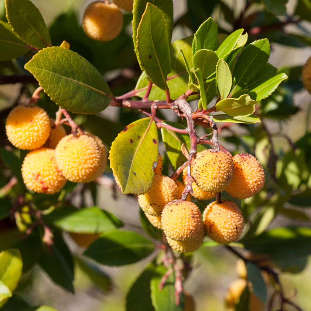 Arbutus unedo Atlantic - Arbousier