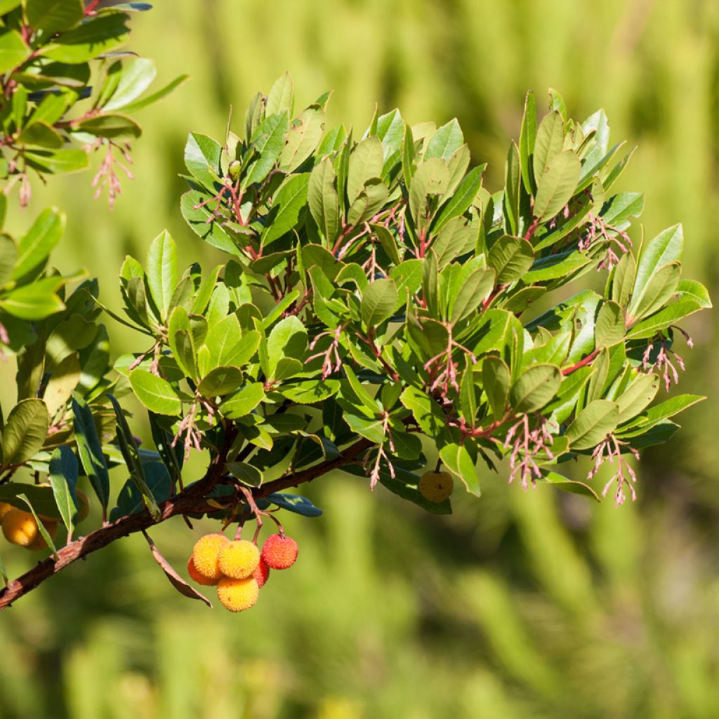 Arbutus unedo Atlantic - Arbousier