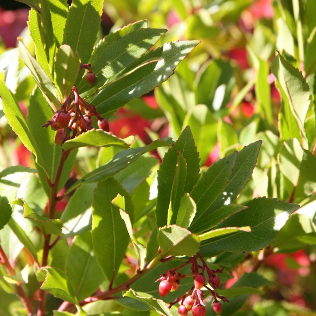 Arbutus unedo Rubra - Arbousier