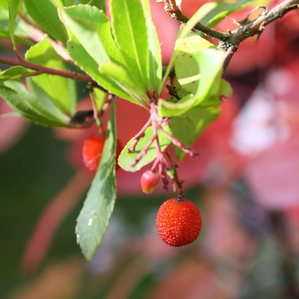 Arbutus unedo Rubra - Arbousier