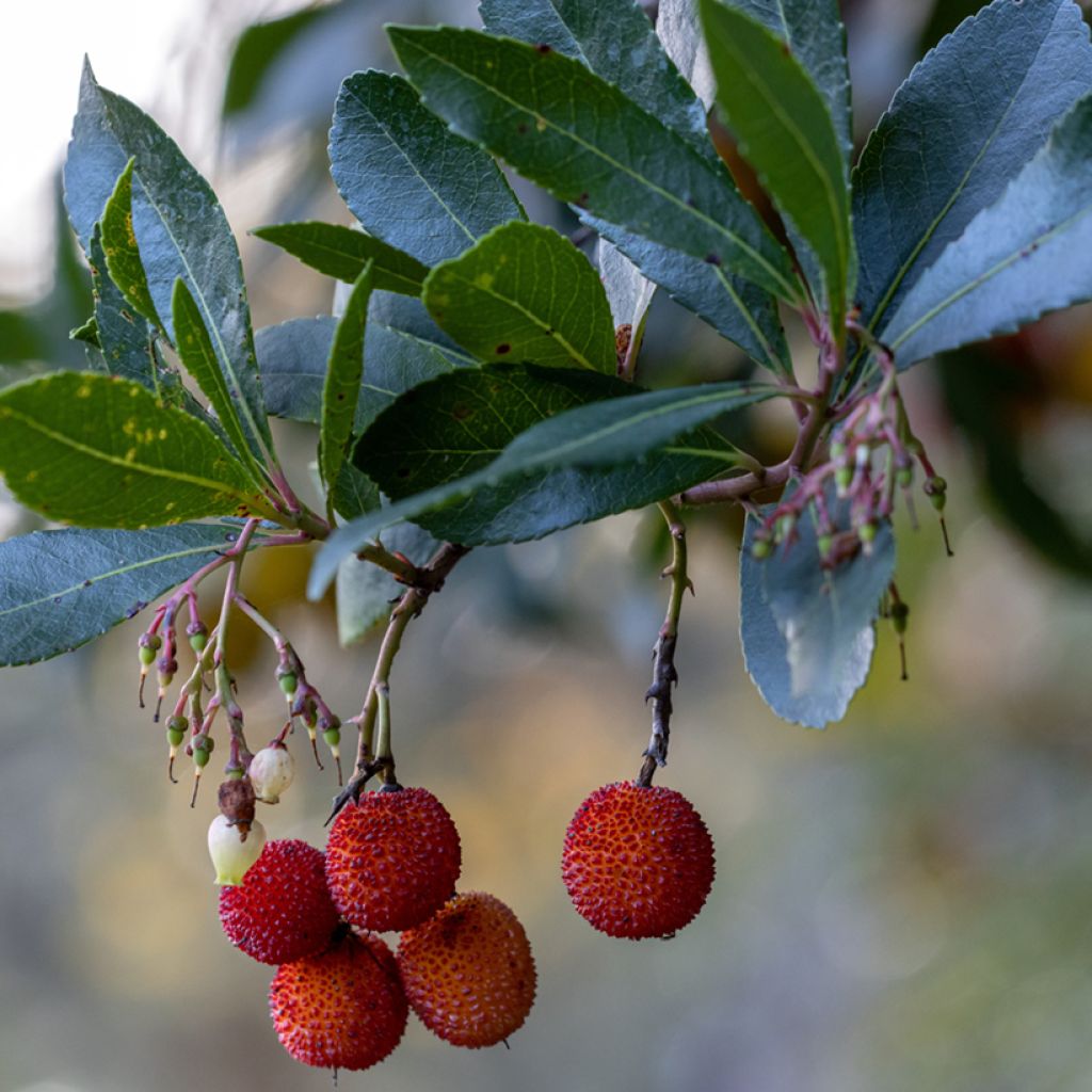 Arbutus unedo Rubra - Arbousier