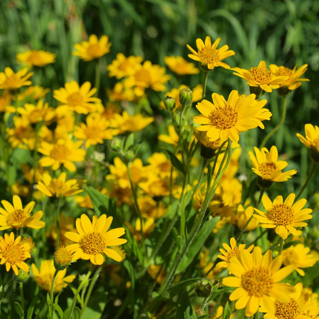 Arnica montana BIO - Plantain des Alpes