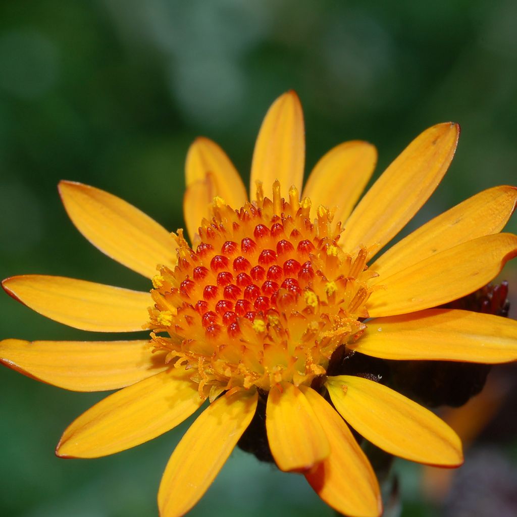 Arnica montana BIO - Plantain des Alpes