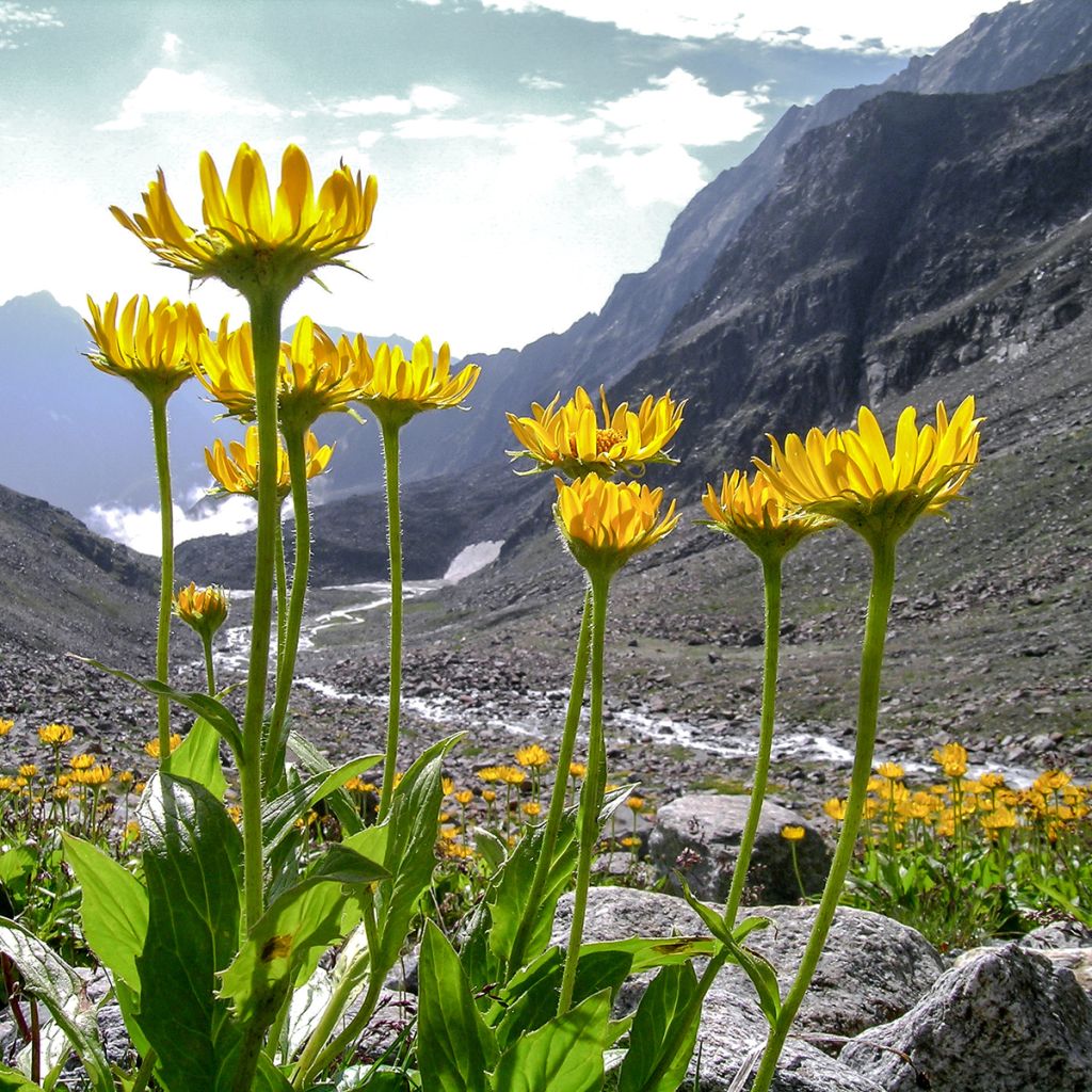 Arnica montana BIO - Plantain des Alpes