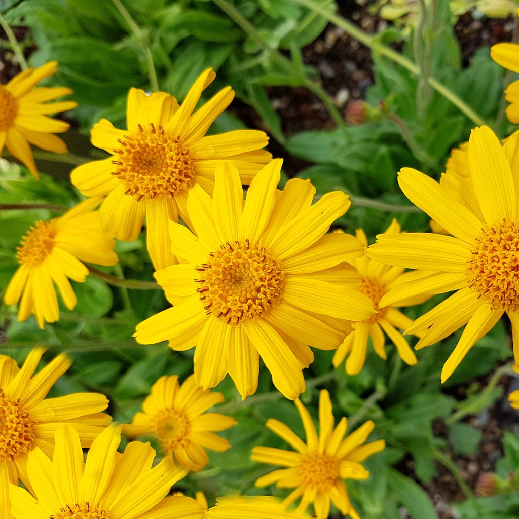 Arnica montana BIO - Plantain des Alpes