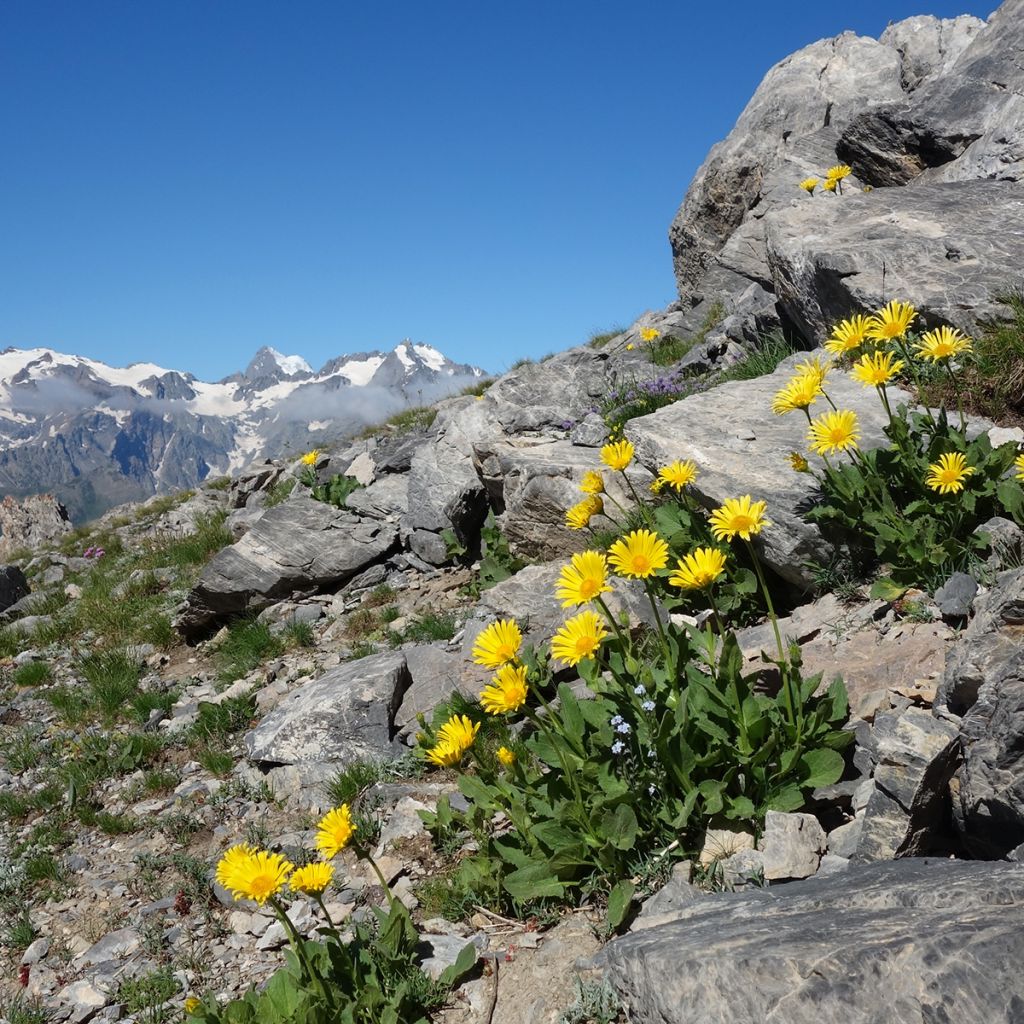 Arnica montana BIO - Plantain des Alpes