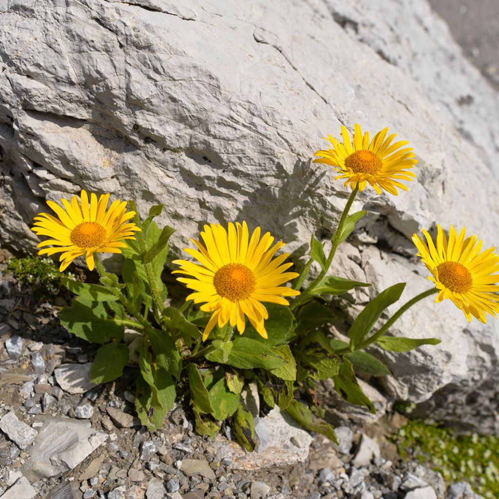 Arnica montana BIO - Plantain des Alpes