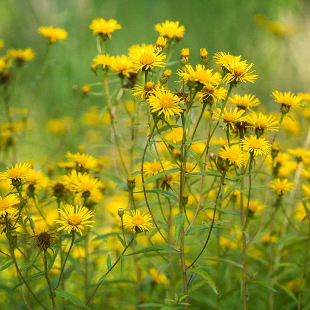 Arnica montana - Graines