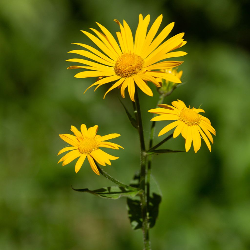 Arnica montana - Graines