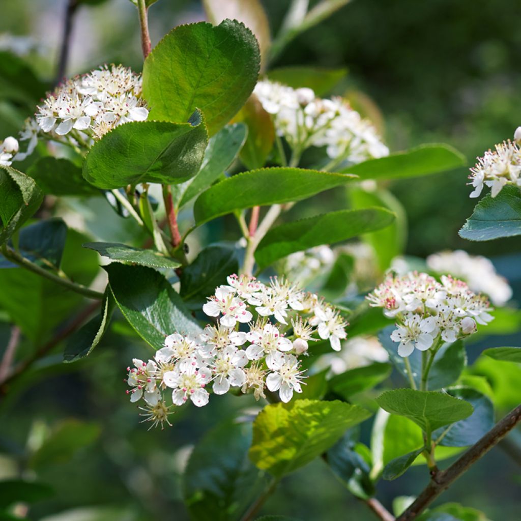 Aronia arbutifolia Brilliant