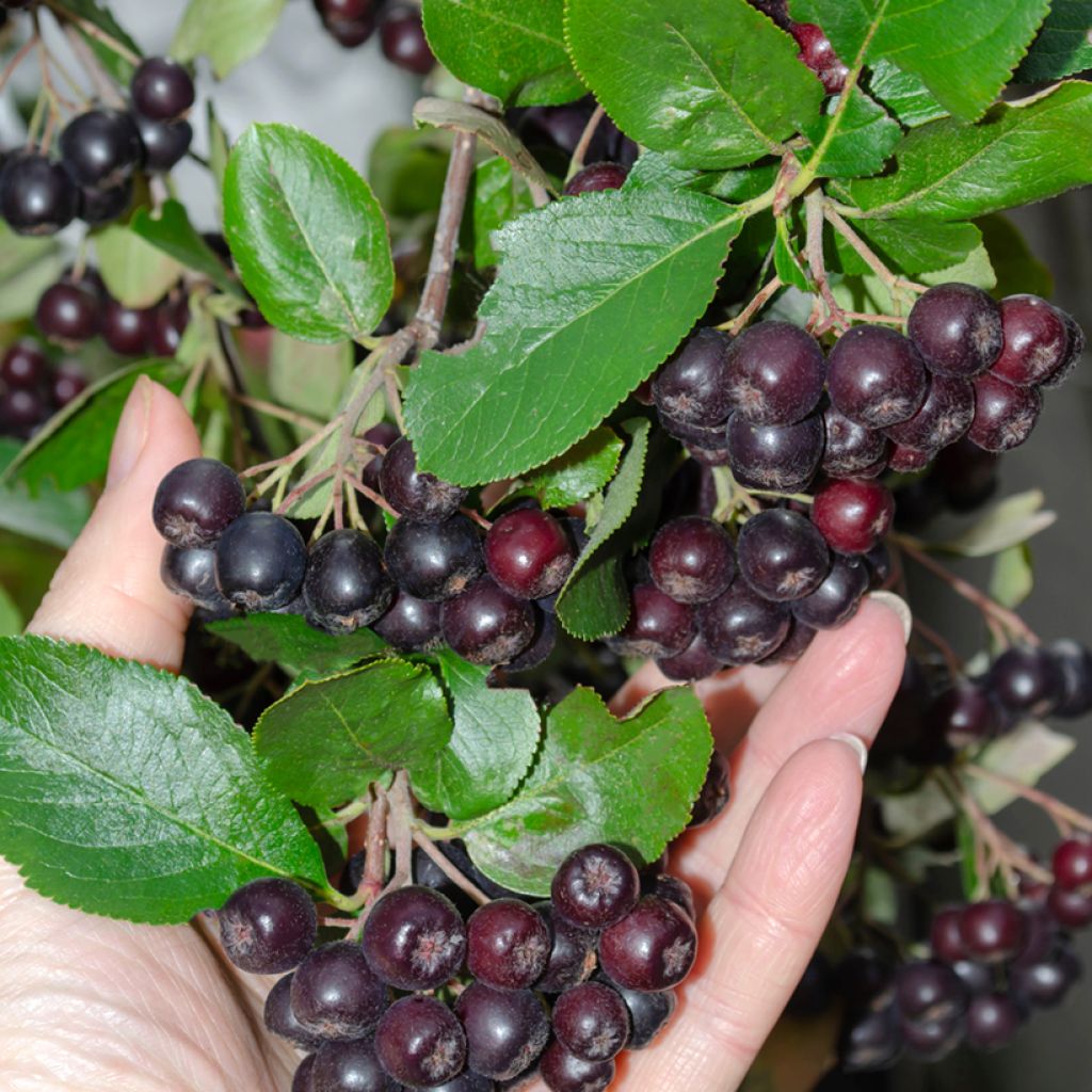 Aronia melanocarpa - Aronie à fruits noirs