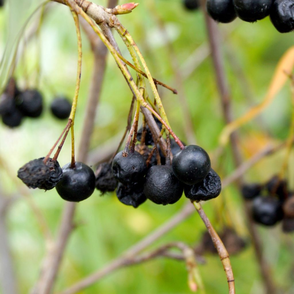 Aronia melanocarpa Autumn Magic