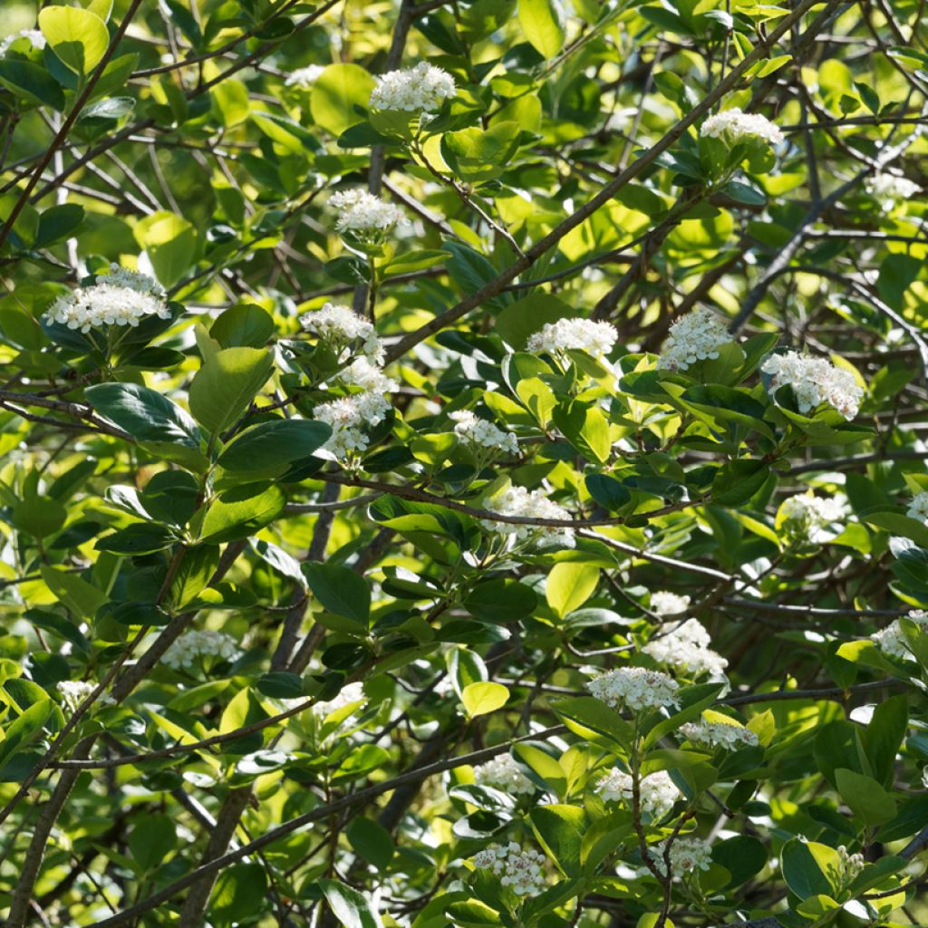 Aronia prunifolia Viking