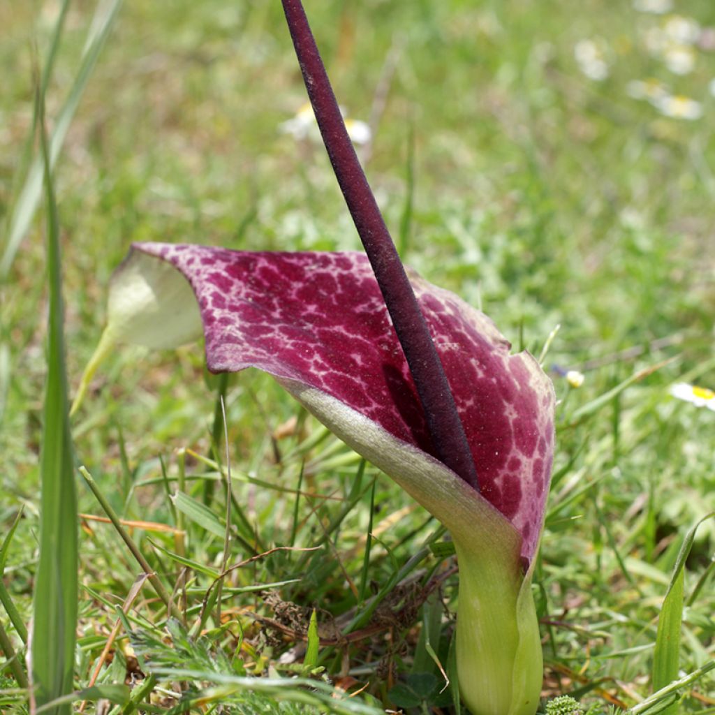 Arum dioscoridis - Arum de Dioscoride