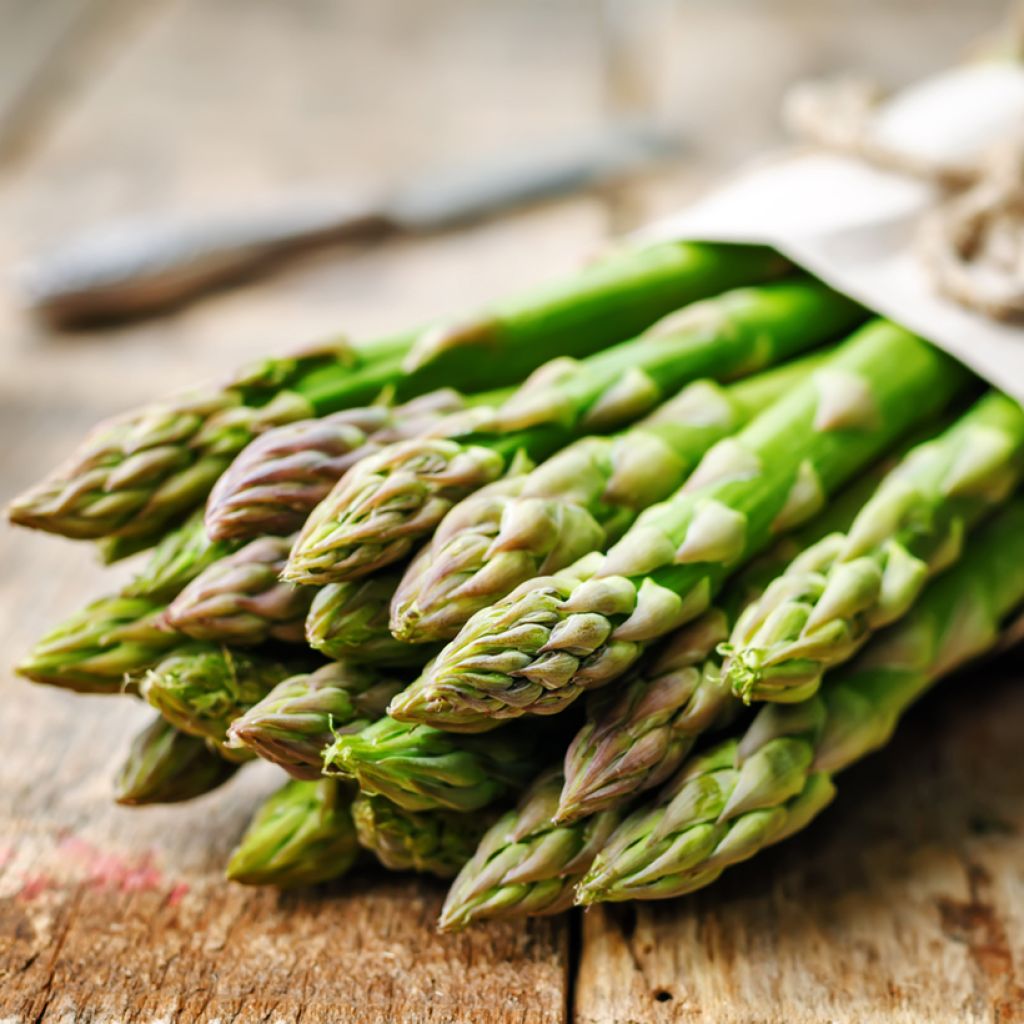 Asperge Voltaire en griffes - Asparagus officinalis