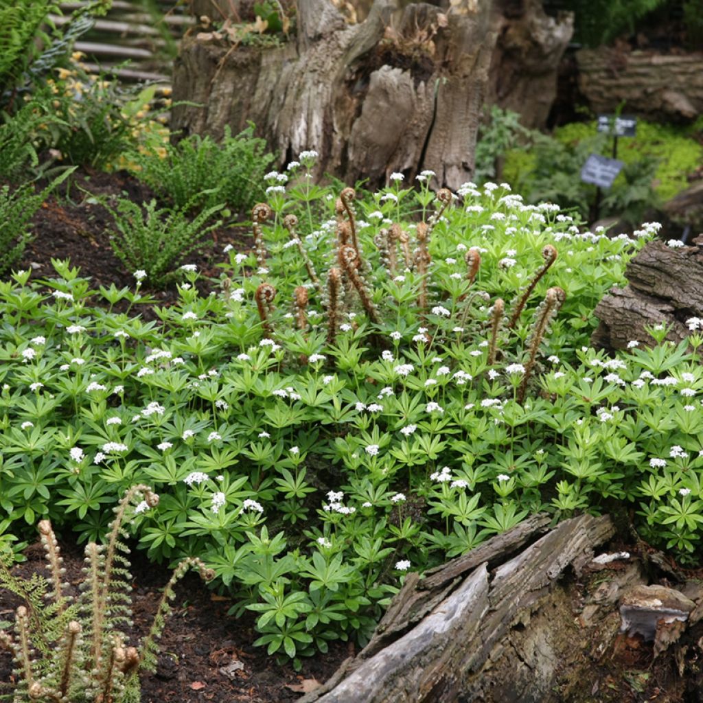 Aspérule odorante - Galium odoratum