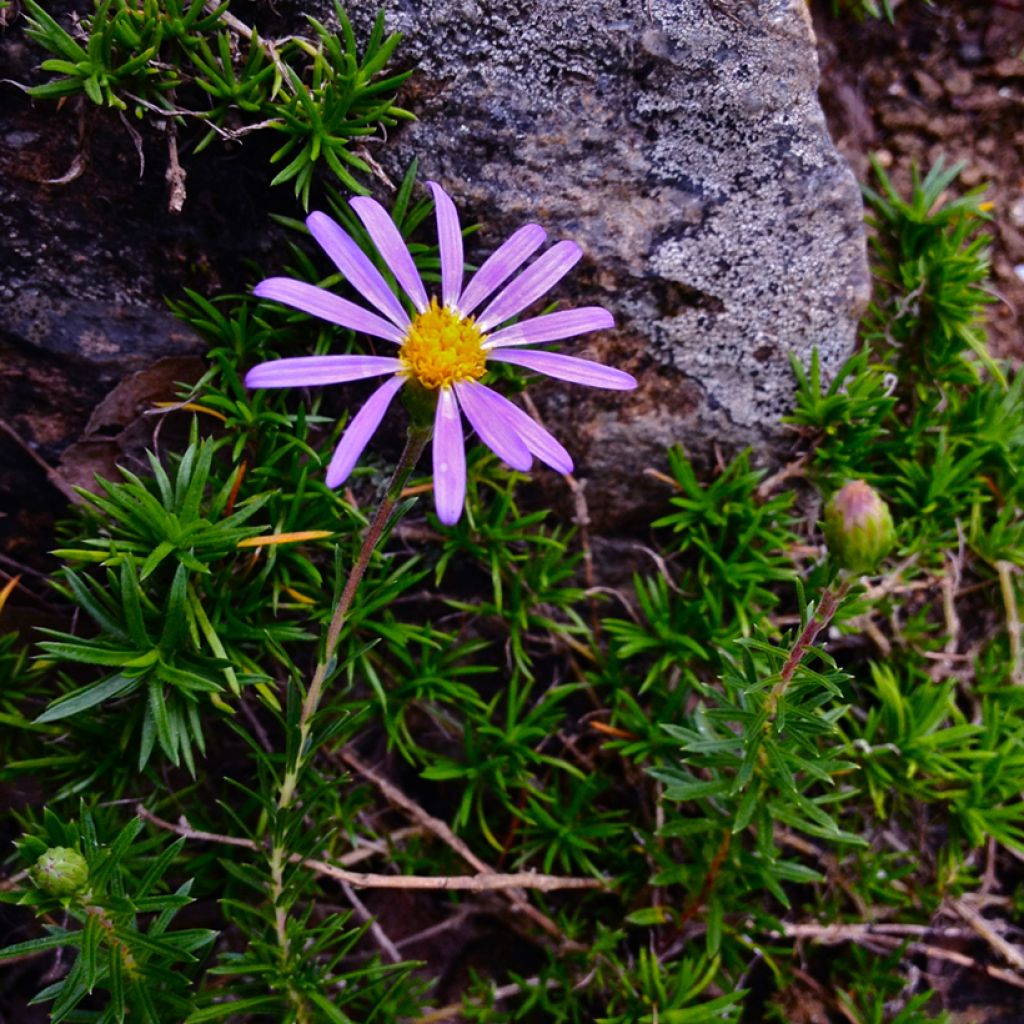 Aster à feuilles de lin - Aster linariifolius