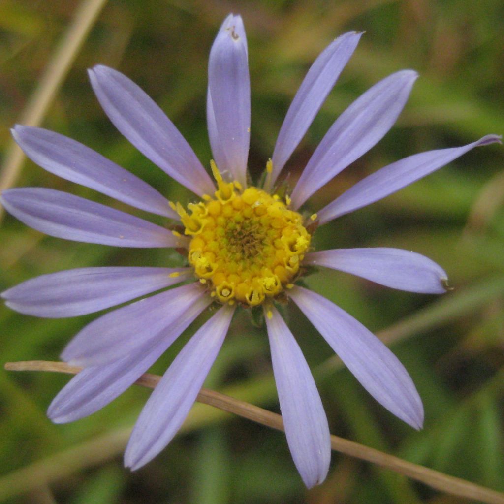 Aster alpigenus var. andersonii